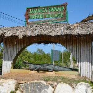 Swamp Safari Tour Falmouth