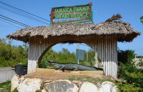 Swamp Safari Tour Falmouth