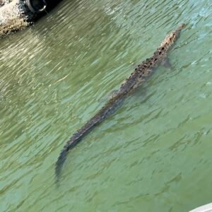 Black River Safari & Pelican Bar Combo Tour Package