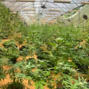 Lethe River Rafting, Limestone Body Message & Weed Farm Tour