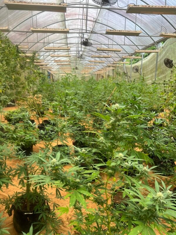 Lethe River Rafting, Limestone Body Message & Weed Farm Tour